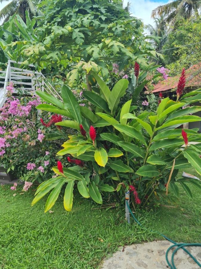 Villa Sonrisa Casa De Huespedes Las Terrenas Ngoại thất bức ảnh