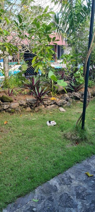 Villa Sonrisa Casa De Huespedes Las Terrenas Ngoại thất bức ảnh